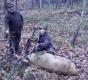 M�j drugi byk w tym sezonie. Dwunastak nieregularny jednostronnie koronny w wieku 9-10 lat. Darz B�r