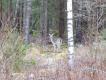 Drugi daniel syna. Ale nie za��cz� zdj�cia ubitego zwierza, bo kark jest..ten..tego..niefotogeniczny. 15 cm karku znikn�o, jakby tajg� przelecia� BORUTA, a nie Lapua Naturalis 308 win. Do zwierza by�o 50 metr�w, postawa sportowa stoj�c. Jako �e tutejsze strzelnice s� skomputeryzowane - wszed�em dzi� na e-dokumentacj� jego trening�w: w tym sezonie odby� 22 treningi kbks stoj�c, oddaj�c 880 strza��w ocenianych oraz 102 pr�bne. Z ocenianych 863 (98%) da�o �wietne skupienie 42 mm, 876 (ponad 99,5%) wesz�o w czarne pier�cienie tarczy tj 112,4 mm, a tylko 4 (mniej ni� 0,5%) zerwane poza pola punktowane. Rozrzut - lekki owal nieznacznie wyci�gni�ty w pionie. Wyniki z zawod�w oraz polowania potwierdzaj� form� z trening�w, oraz radzenie sobie z emocjami i sportowymi, i �owieckimi. I tak sobie przypominam, ile to czasu 'za moich czas�w' sp�dza�o si� po treningach na wpisywaniu wszystkich danych w ksi��k� trening�w.. A teraz kilkana�cie sekund przed monitorem, i wszystkie dane dost�pne od razu..