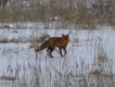 Kaczorek albinosek znikn��, ale to raczej nie wina liska, lecz pogody - rozlewiska zamarz�y, wi�c ptactwo siedzi na g��bszych wodach. A lisy na zimowiskach prawie wcale nie poluj�, tylko 'zbieraj�' kalekie ptaki, chore lub z uszkodzonymi skrzyd�ami.