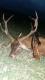 168kg, 6 lat, masa wie�ca 6,3 kg, Blaser K95 6,5x55 SE