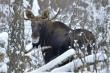 23.01.2018 r. �o� i sikorka