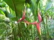 D�unglowe kwiatki.