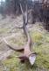 26-03-2018 Dzi� podnios�em pi�knego My�kusowatego 10-taka waga 2.52kg (9)