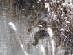 Kwiecie�-plecie�. Dmuchn�o od bieguna.