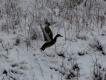 Kwiecie�-plecie�. Dmuchn�o od bieguna.