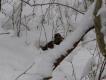 Kwiecie�-plecie�. Dmuchn�o od bieguna.