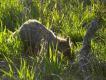 �ysy jenot Podszed�em parszywca na 5 krok�w 