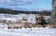 Efekt ko�cowy dwudniowego polowania.
8 lisk�w na rozk�adzie