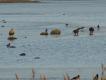 Bieliki tej zimy wyjtkowo obrodziy, w mojej okolicy nad Kattegattem krci si ich nie mniej, ni 12. Pierwszy z prawej skubie padlin - nie wiem, co to jest, moe foka (tutaj waciwie tylko foka pospolita), moe wielki sum. Raczej nie morwin - nie wpywaj na rozlewiska, cho sztormowe fale mogy wrzuci zdechego.