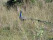 Zdjcie 48.
A tak wida koguta w niskiej trawie. W gszczu jest trudny do ujrzenia - prawie jak baant.
Peen opis w 'opisie galerii'.