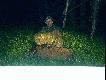 Hubert by� wyj�tkowo �askawy ;-) pierwszy dzik ( czwarty w "karierze" ) strzelony z w�asnej  ambony, w przeddzie� moich urodzin.  /zdj�cie kiepskawe - do�wietlane lampami samochodu, robione z maski auta samowyzwalaczem)