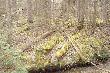 W krainie czarnego nied�wiedzia.