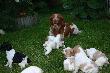 Szczeniaki Spaniel Breto�ski
Pieski obecnie maj� 3 tygodnie. 
