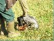 Cocker Spaniel te� potrafi
