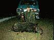 Pi�ty -odyniaszek ;-) ju� nie b�dzie rozrabia� w ziemniaczysku...