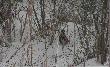 Temperatura -15, koguty nie maj� ochoty si� podrywa� . . . 