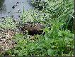 Wystarczy i�� na spacer z c�rk� do wroc�awskeigo Parku Wschodniego i prosz�... zwierzyna sama pcha si� pod objektyw.