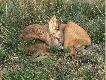 ..."zasn��..."
http://www.lowiecki.pl/forum/read.php?f=11&i=165281&t=165281
