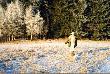 Polowanie zbiorowe w okolicy Masywu �nie�nika. Mi wypad�a flanka. By�o wtedy -15C.