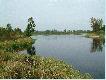 Narew