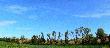 W tych trzcinkach rosn�cych wok� szpaleru wierzb ty� same kury.