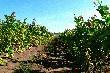 Tu by�y koguty, ale �an tytoniu by� spory i chytrze wyciek�y myl�c pieski.