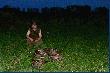 Nasz pokot. W nim sze�� strzelonych przeze mnie kogut�w.