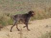 Pszczy�ski "Walker"