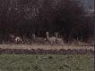 Rudelek i Samotny kaczor
Zdj�cia robione cyfr�wk� Kodak DX 6490 zoom 10x3x   
