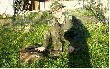 dziewi�ty /pansay-owy/ dziczek. Pozyskany na sympatycznym, wsp�lnym polowaniu z kol. /P_iter-em/  kt�remu te� Hubert darzy� 