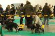 dla nie zorientowanych w rasie przy nr. 1 to ja z Acank� 10.11.2006r. Wystawa �wiatowa w Poznaniu mamy zwyci�stwo �wiata w klasie weteran�w;-)