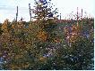 Przez d�u�sz� chwil� mo�na obserwowa� pi�kn� gr� �wiat�a na ro�linno�ci i drzewach