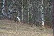 machaj�c w charakterystyczny spos�b na boki ogonami oddali�y si� do lasu.