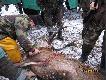 Byk br�zowomedalowy pozyskany na polowaniu zbiorowym