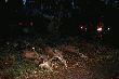 5 jeleni, 8 dzik�w, lis i 2 sarnyw 13 strzelb. mia�em standardowa lamp�, wi�c kiepsko wida�. Zdj�cie wykonane podczas uk�adania pokotu , uj�cie kiepskie, ale lepiej sie niestety nie da�o.