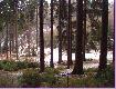 Ostatni sz�sty miot, wataszka 5 sztuk- 1 warhlak na rozk�adzie :)