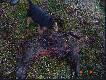 A to dziczek kol. Waldka. Ma ch�opina farta. Niech Ci B�r darzy 