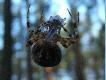 Tarantula czy Krzy�ak :)??