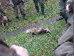 W tym miocie na rozk�adzie by� jenot.