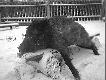 Przelatek strzelony z podchodu. To by� mro�ny dzie�, wi�c nie by�o �atwo podej��.