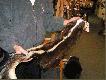 Pawe� ze sk�r� skunksa