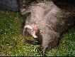 Zdj�cie dla �ukasza S , K.O.i Hanovera (patrz komentarze pod pierwszym zdj�ciem w tej galerii) jak wida� to  nie jest "mama"  :-)  p�e� dzika jest zdecydowanie m�ska:-)   nie zamieszczam zwykle takich zdjec choc robie  takie zdjecia   bo zawsze znajdzie sie kto� kto powie ze    upolowa�em  "mame"  :-)