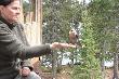 Mamy prawie oswojone Whisky Jack (Grey Jay) szare s�jki.