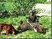 sezon 2007/08 rozpocz�ty. Od pocz�tku swojej �owieckiej "kariery" ugania�em si� za tym odyniaszkiem, a jeszcze jako sympatyk, potem kandydat mia�em go kilka razy w 8x56 tym razem by�o to 3-12x56, ale na 308 Win. To m�j 13-ty odyniaszek ;-)
