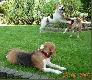poprostu beagle
Oto moja "olbrzymia" hodowla beagle. 