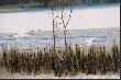 Temperatura powietrza (bez uwzgldnienia wiatru), minus 31 stopni C. 

Grayna wypatrzya i sfotografowaa z wysokiego wzgrza grup jeleni wirginijskich idcych brzegiem jeziora.