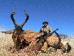 M�j hartebeest - krowa czy byk???