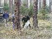 �owczy przygotowywuje s�l do wy�o�enia
