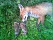 UPOLOWANY LIS
Nosi� lis razy kilka ......    Strzelony 12.08.2007 podczas porannej zasiadki przez mojego Koleg�-my�liwego.